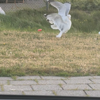 Meeuwen fittie 