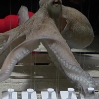 Octopus gered van een vismarkt