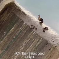 Eendjes van de waterglijbaan