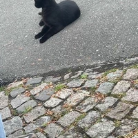 Doei katje