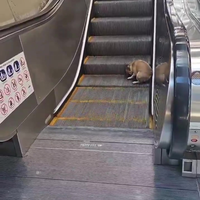 Hond heeft iets nieuws ontdekt