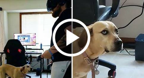 Doggo Is Confused By Vr Game