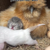 Kittens kwijt 