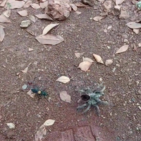 Insecten in het buitenland 