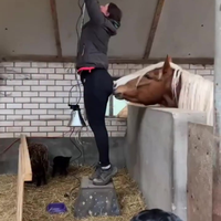 Stout paard