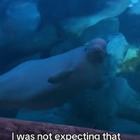 Beluga komt even gedag zeggen