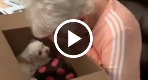 oma Brought To Instant Tears When Surprised With New puppy