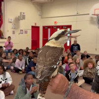De roep van de kookaburra