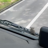 Bijrijder op de vuilniswagen