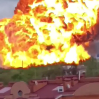 Dikke biem in Rusland