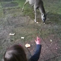 Kind aangevallen door hert