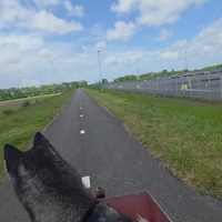 Husky ziet een haasje rennen