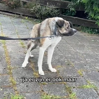 Zeldzame hond gespot 