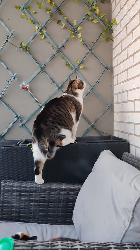 My big jongen casing wind