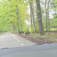 Nederlandse safari