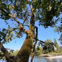 Salto uit de boom