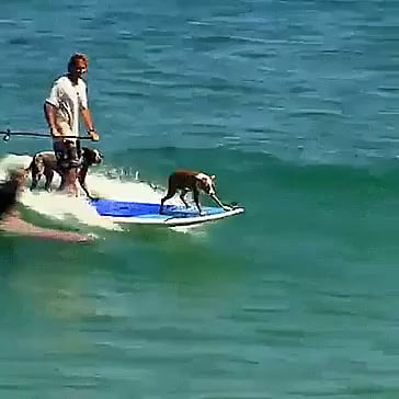 Surfing doggos