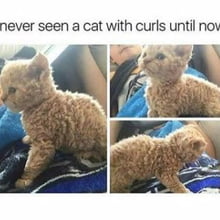 Curly kat