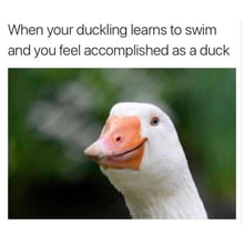 Duck things