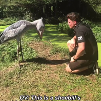 Dino's waren ze echt 