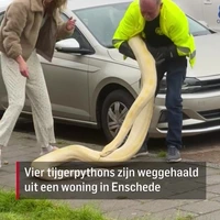 Tijgerpython van 6 meter uit huis gehaald in Enschede