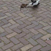 Rat vangt rat met vleugels