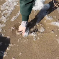 Vondst op Nederlands strand