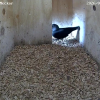 Huisvredebreuk op camera