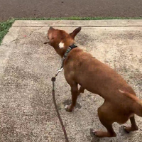 Hond maakt gekke geluiden