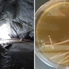 Antibiotic‑Resistant Bacteria Extracted By Researchers From Ancient Ice Cave