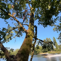 Saltotrucje uit de boom