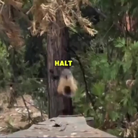HALT!STOP!HO!