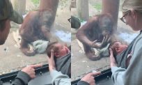 Orang-oetan ‘Jeffrey’ ziet baby en gaat compleet viraal om… eh, bijzondere reden