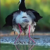 De Kleintjes wakker maken