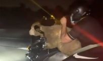 Schaap krijgt tijdens Offerfeest nog één laatste rondje achter op de motor