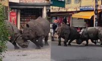 Twee gigantische neushoorns knokken midden op straat in Nepal