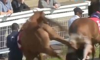Racepaard deelt vliegende trap uit tijdens live-uitzending