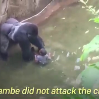 D*cks out for Harambe