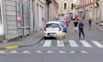 Schaap kiest het hazenpad vlak voor Offerfeest en gaat viraal in België