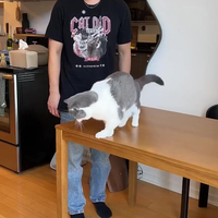 Katten ragebaiten