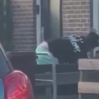 Bezopen vader Mart Hoogkamer bedreigt vrouw met pistool