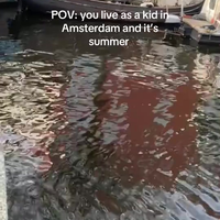 Amsterdamse koters in de zomer