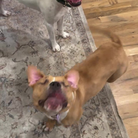 Blinde hond mag gaan slapen