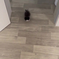 Onze waakkitten