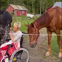 Paarden knuffelen gaat fout