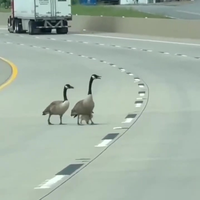 Politie in Arkansas helpt ganzen van de snelweg