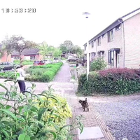 Terror kat verdedigt terrein