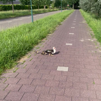 Eventjes wachten op het kruisende verkeer