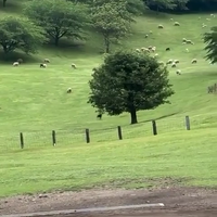 Hondenbaan