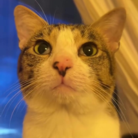 Poes gaat naar het MBO